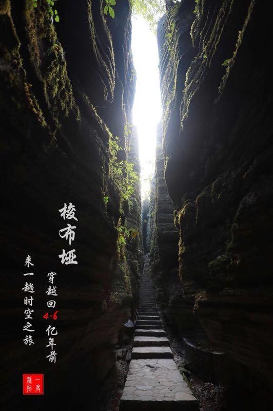 救援达尔马提亚狗