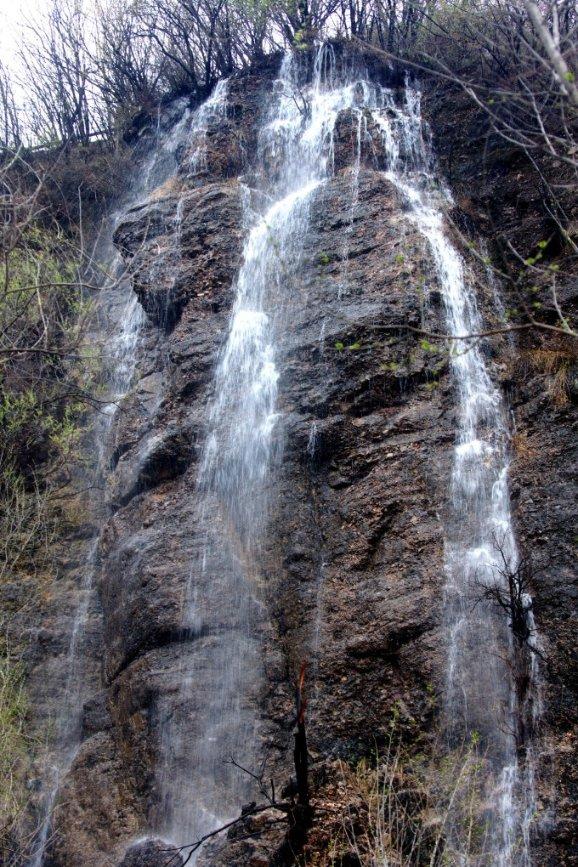 除虫大师