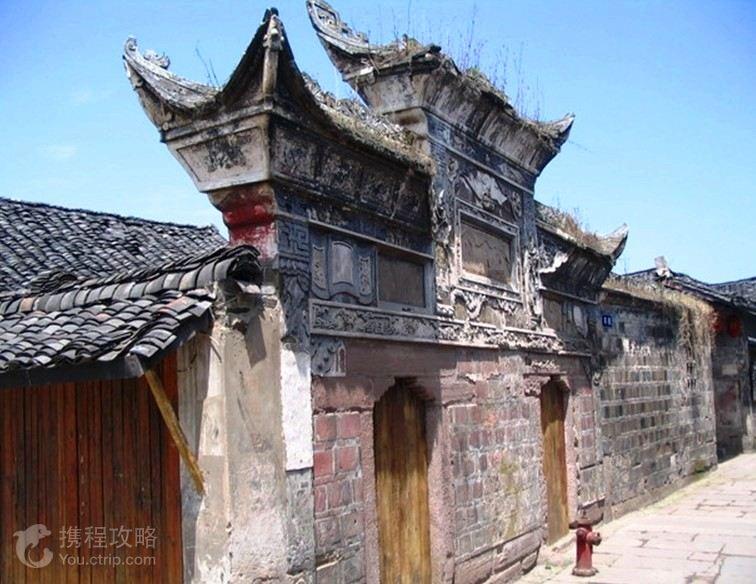 五彩鹦鹉救援