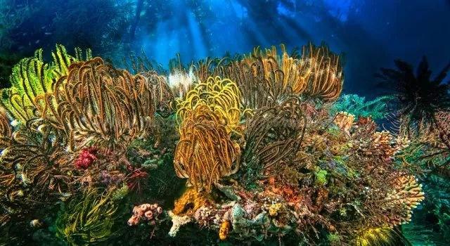 1月26日华闻集团涨停分析:海南,自由贸易港,自贸区概念热股